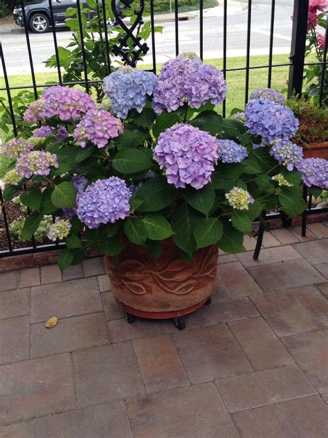 26 ways to grow hydrangeas in containers – Artofit