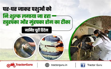 Fmd Vaccine : पशुओं को निःशुल्क लगाया जा रहा खुरपका और मुंहपका रोग का टीका