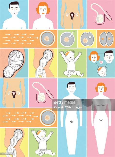 Humans Actually Making a Baby 的图像结果