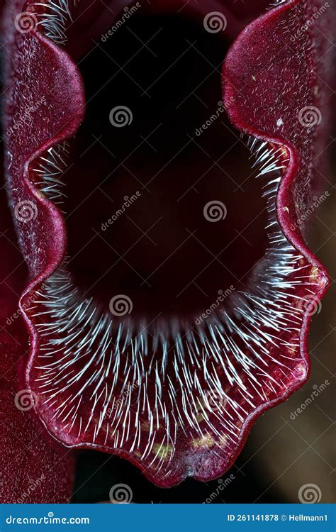 Northern Pitcher Plant stock photo. Image of pink, carnivorous - 261141878