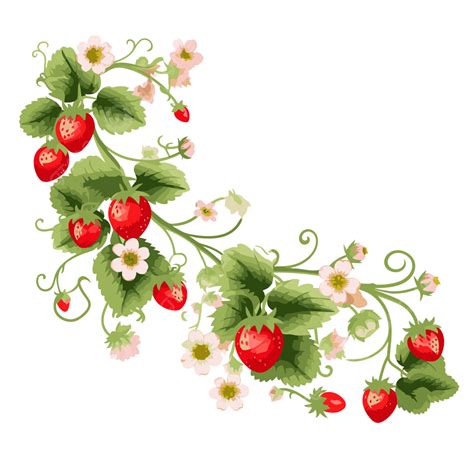 Strawberry Vine Drawing