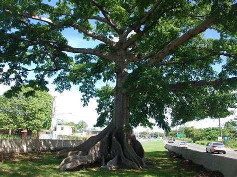 PANDORA TOUR PUERTO RICO (2026) All You Need to Know BEFORE You Go ...
