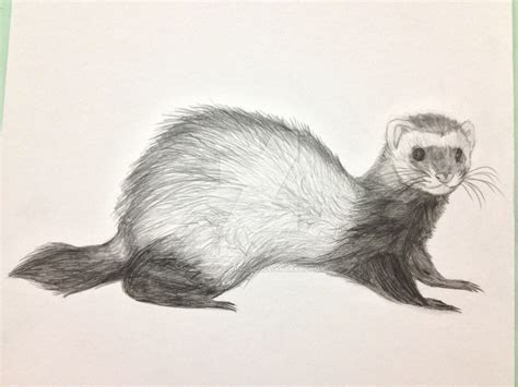Ferret Animal Drawing at Giovanna Hilliard blog