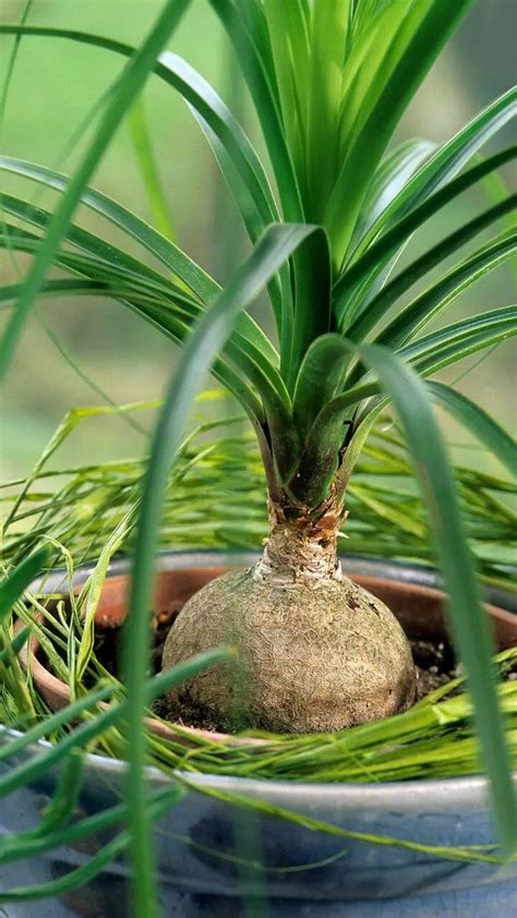 How to grow beetroot in a pot in the balcony