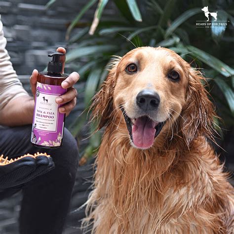 Tackle Ticks & Fleas: How to Get rid of Dog Ticks & Fleas