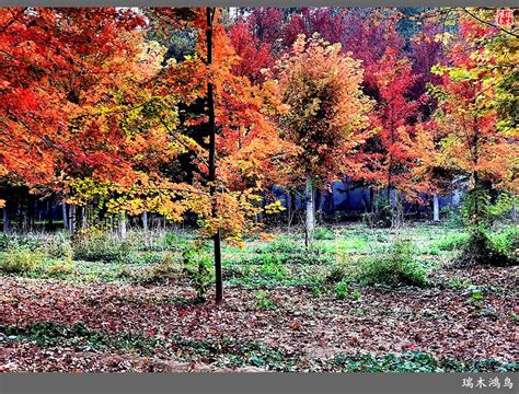 红枫林显得这个深秋多么妩媚！