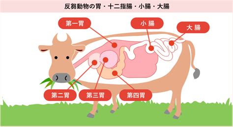 Image result for Python Languageflyer
