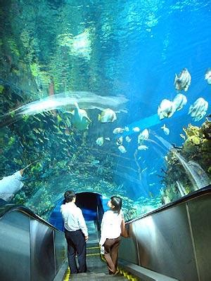 北京海洋馆 太平洋海底世界哪个好玩些？-北京富国海底世界，太平洋海底世界，海洋馆哪个好？