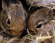 Image result for Wild Baby Bunnies 101