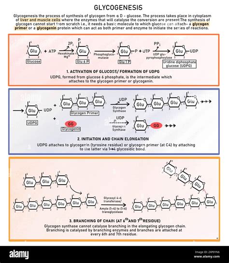 Conversion Of Glucose To Glycogen