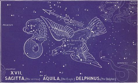 Delphinus constellation zodiac 60 photos - Astrologytoyou.com