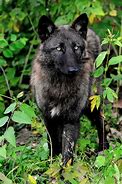 Image result for Black Wolf White Rabbit