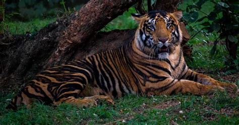 Simlipal National Park In Odisha Opens Again After The Monsoon | Femina.in