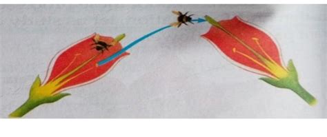 Which type of pollination does the given figure indicate - Brainly.in