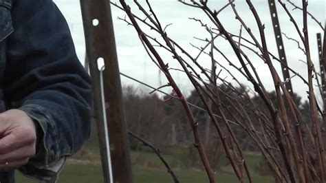 Image result for Raspberry Pruning Basics