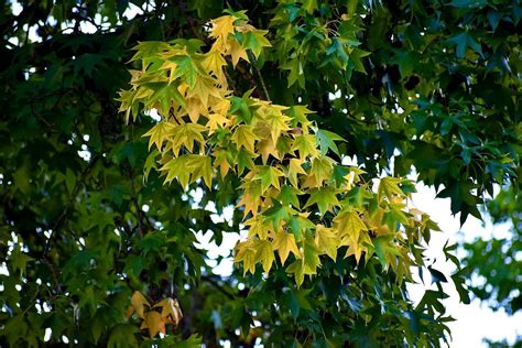 Image result for Ai Image Generator Chabot HTML CSS JavaScript