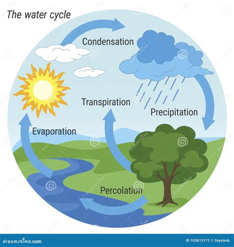 Hydrological Cycle Diagram