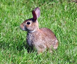 Image result for New Zealand Wild Rabbit