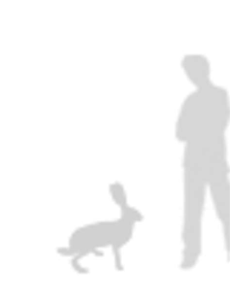Jack Rabbit Size
