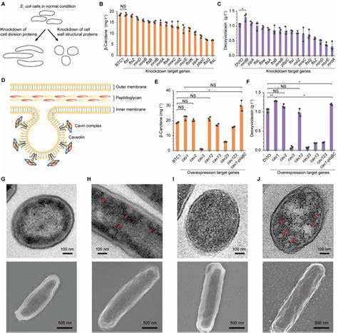 Escherichia Coli Morphology