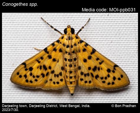 Conogethes spp. | Moths