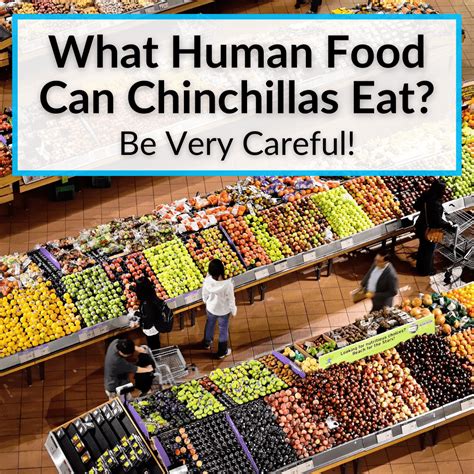 What Human Food Can Chinchillas Eat? (Be Very Careful!)