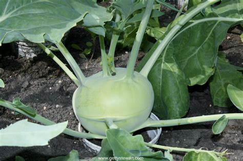 Kohlrabi - What is it and what do you do with it - Getty Stewart