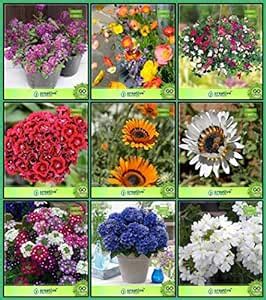 OhhSome Alyssum, Papaver-Mixed, Sweet Pea, Sweet Willium, Venidium ...
