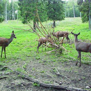 Observation 的图像结果