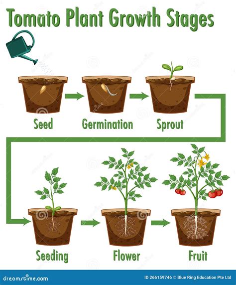 Tomato Plant Growth Stages stock vector. Illustration of leaves - 266159746