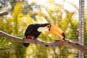 Toucan - Mandalay Farms | Jupiter, FL | Mandalay Farms | Jupiter, FL