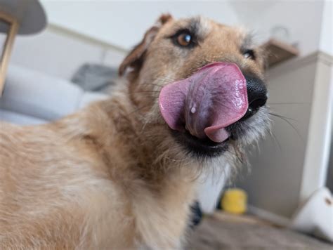 White lump under tongue | Dog Forum