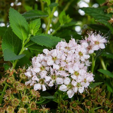 Lowe's Pink Little Princess Spirea Flowering Shrub in 1-Gallon Pot ...