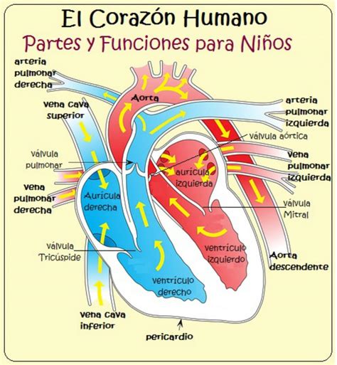 Que Es El Corazon Para Niños