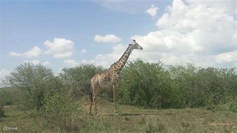 7D6N Safari Nairobi, Lake Elementaita, Lake Nakuru & Maasai Mara from ...