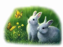 Image result for Little Baby Bunnies