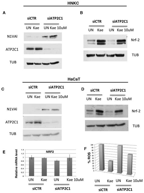 Yeast-Based Screen to Identify Natural Compounds with a Potential ...
