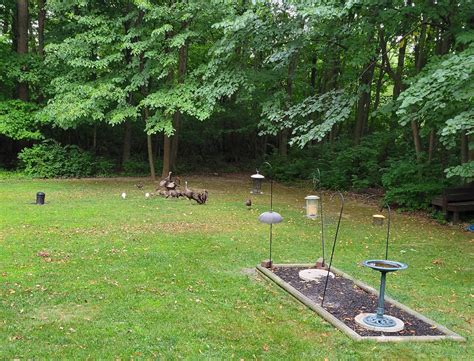 White wild turkeys, invasive plants, and poisonous snakes, oh my ...