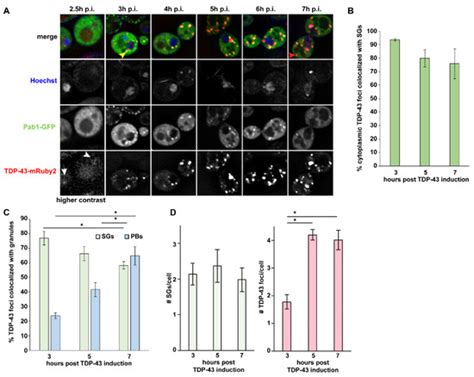 Biomolecules | Special Issue : Ribonucleoprotein Particles (RNPs): From ...