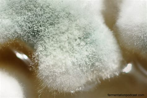 How Do You Say Mold In Spanish - Find Property to Rent