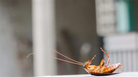 Bugs, filth, chemicals by food at Wichita KS restaurants | Wichita Eagle