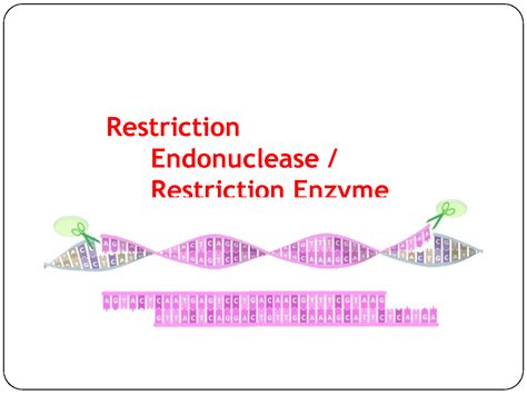 Image result for Restriction Enzyme Mapping