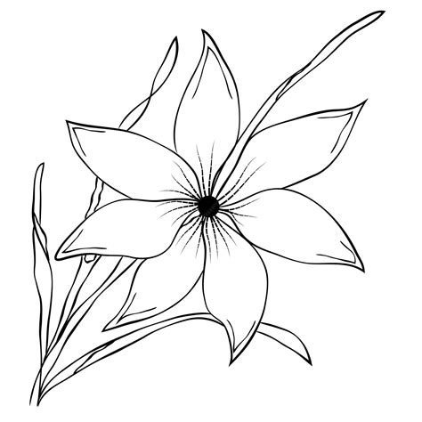Premium Vector | Free vector line art and hand drawing flower art black ...