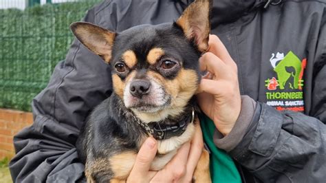 11 cute dogs ready for adoption from Sheffield rescue shelters