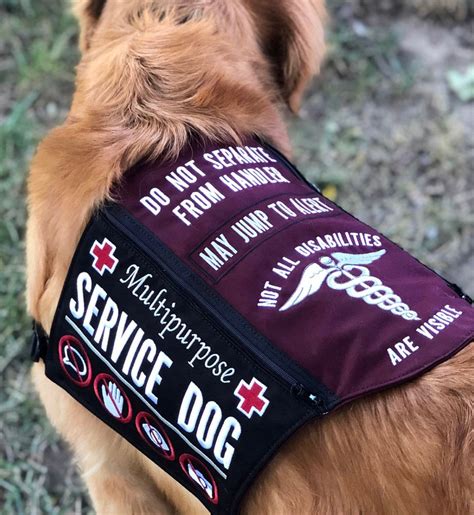 How to train your own service dog – Artofit