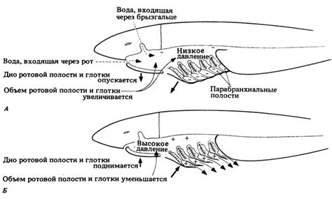 Дыхательная система акулы схема