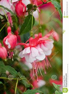 fucsia fiori fiori fucsia immagine stock immagine di pianta macro fucsia fiori fiori fucsia immagine stock immagine di pianta macro