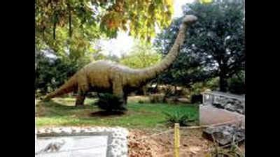 Lions: Lions to roar at Indroda Park | Ahmedabad News - Times of India