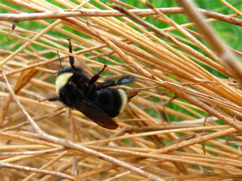 California bumble bee - Encyclopedia of Life