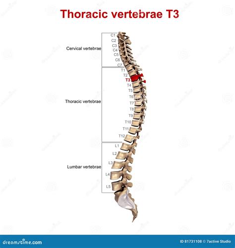 Where Is Located T3 Spinous